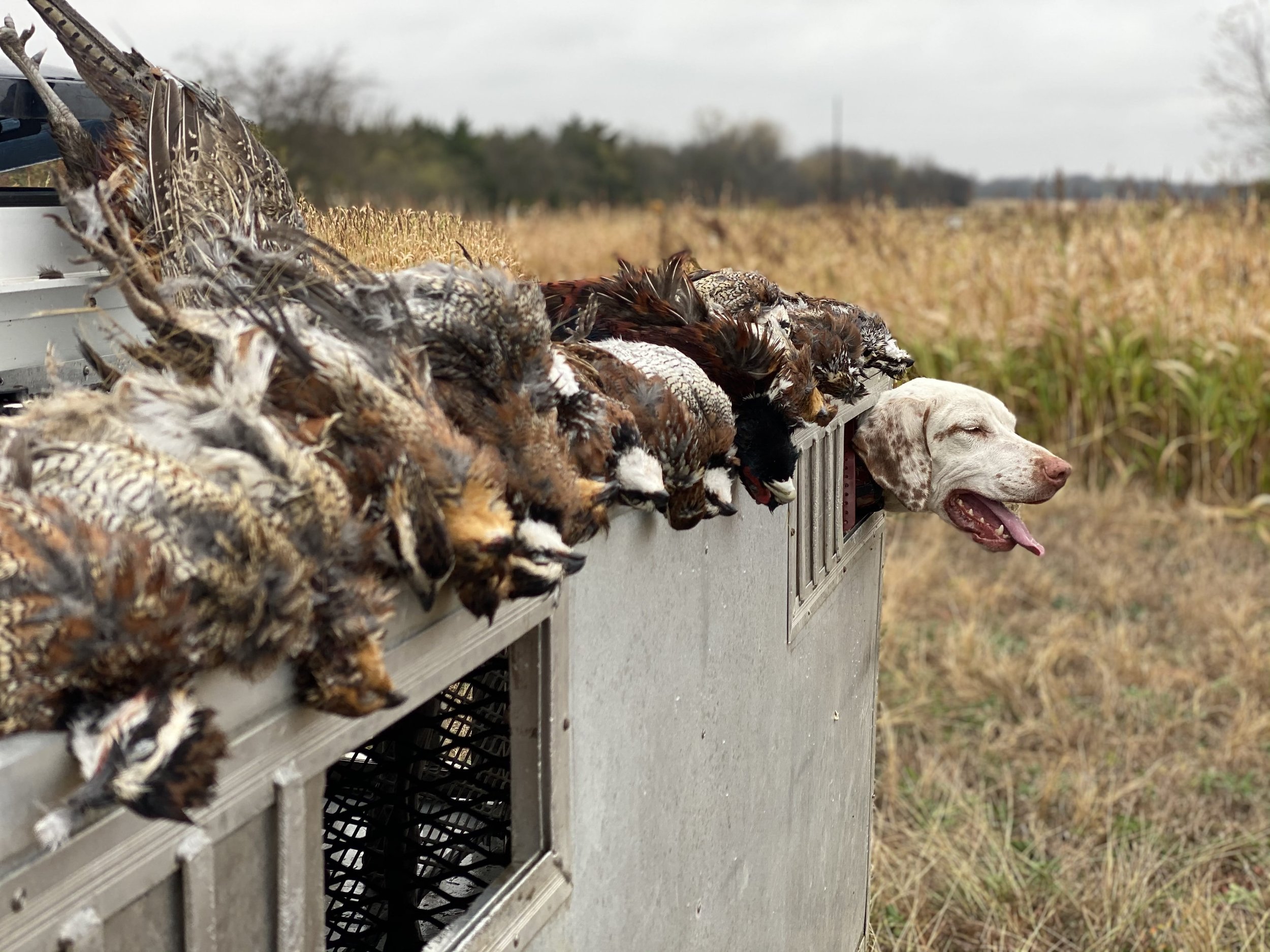 Quail hunting dogs for sale 2025